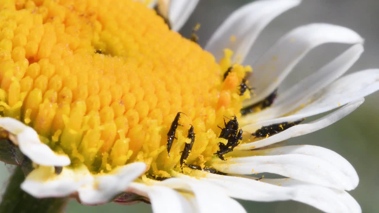 雏菊上的蓟马，细长的昆虫视频素材