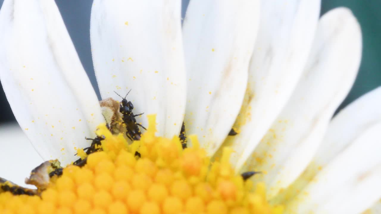 雏菊上的蓟马，细长的昆虫视频素材
