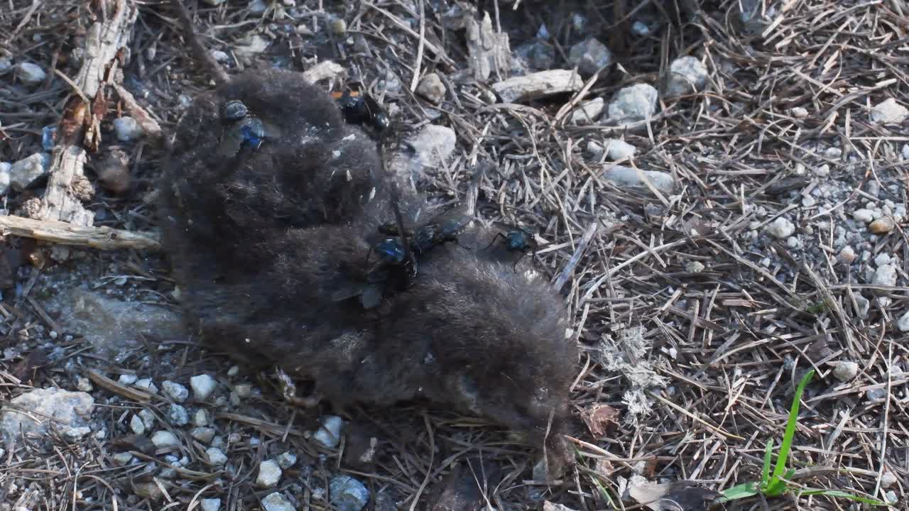 死去的鼩鼱由尸鬼携带，视频素材