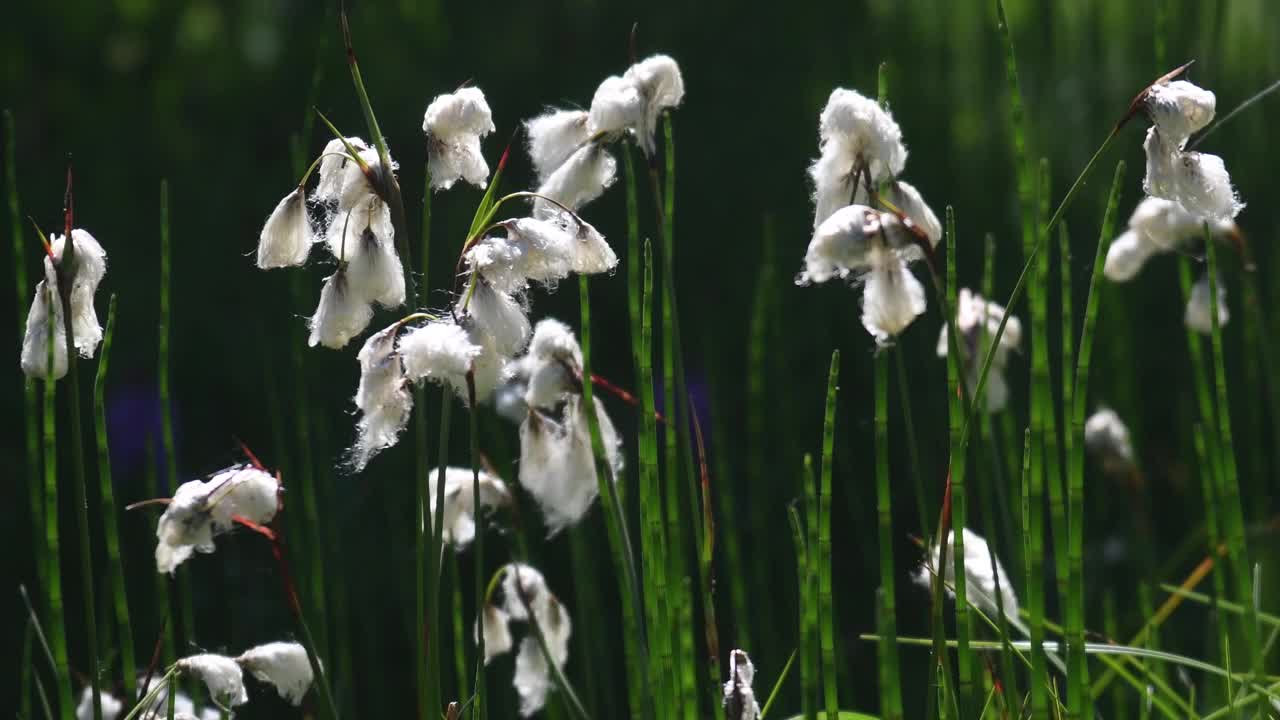 棉草，猪尾草，视频素材