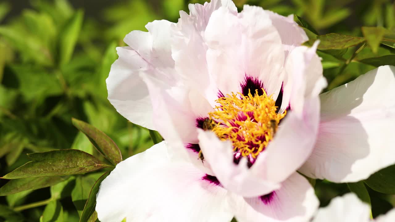 蜜蜂飞蜂采花蜜树牡丹采蜜花粉在春天阳光明媚的日子视频素材