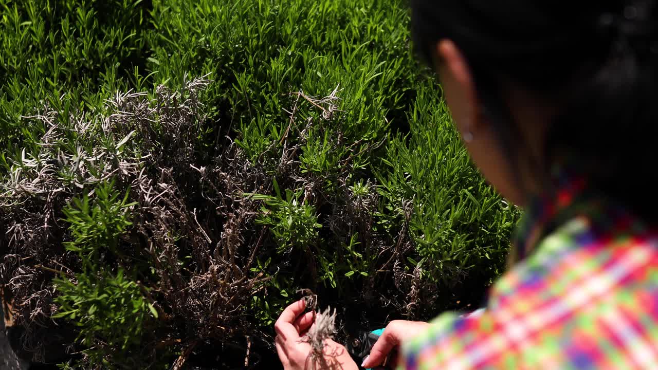 女人在薰衣草灌木上剪干的枝条，春天在花园里与植物一起工作视频素材