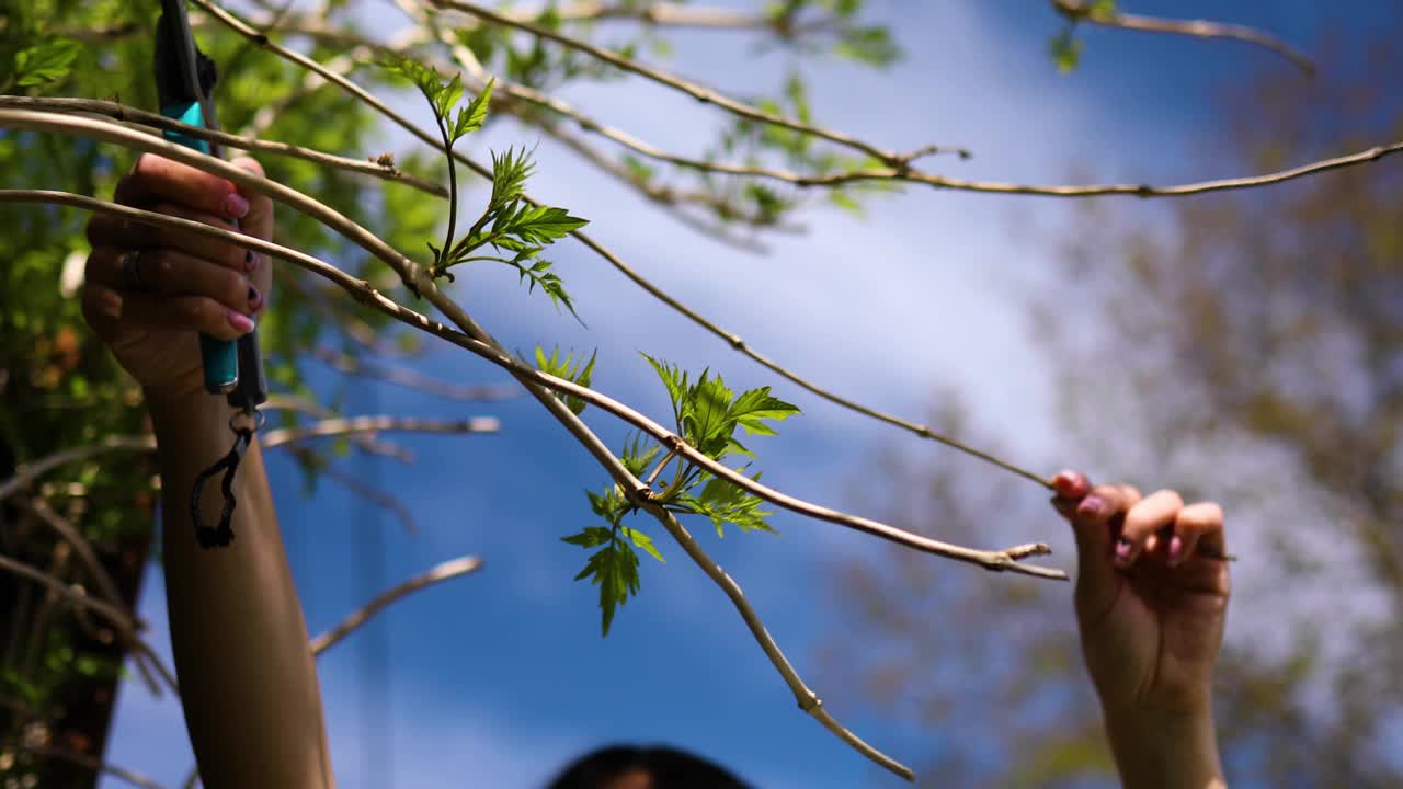 女人在灌木上剪干树枝，修剪灌木视频素材