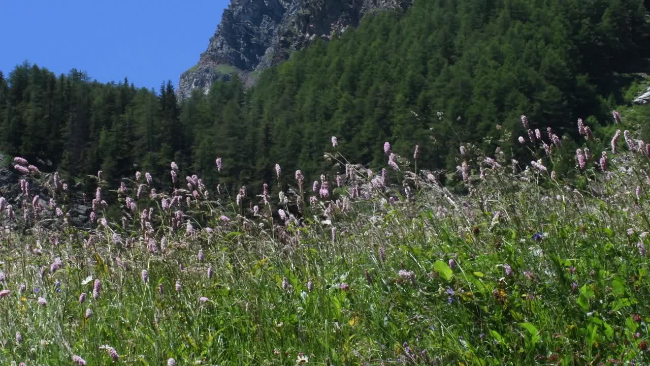 山景随风飘动，草随风飘动，视频素材