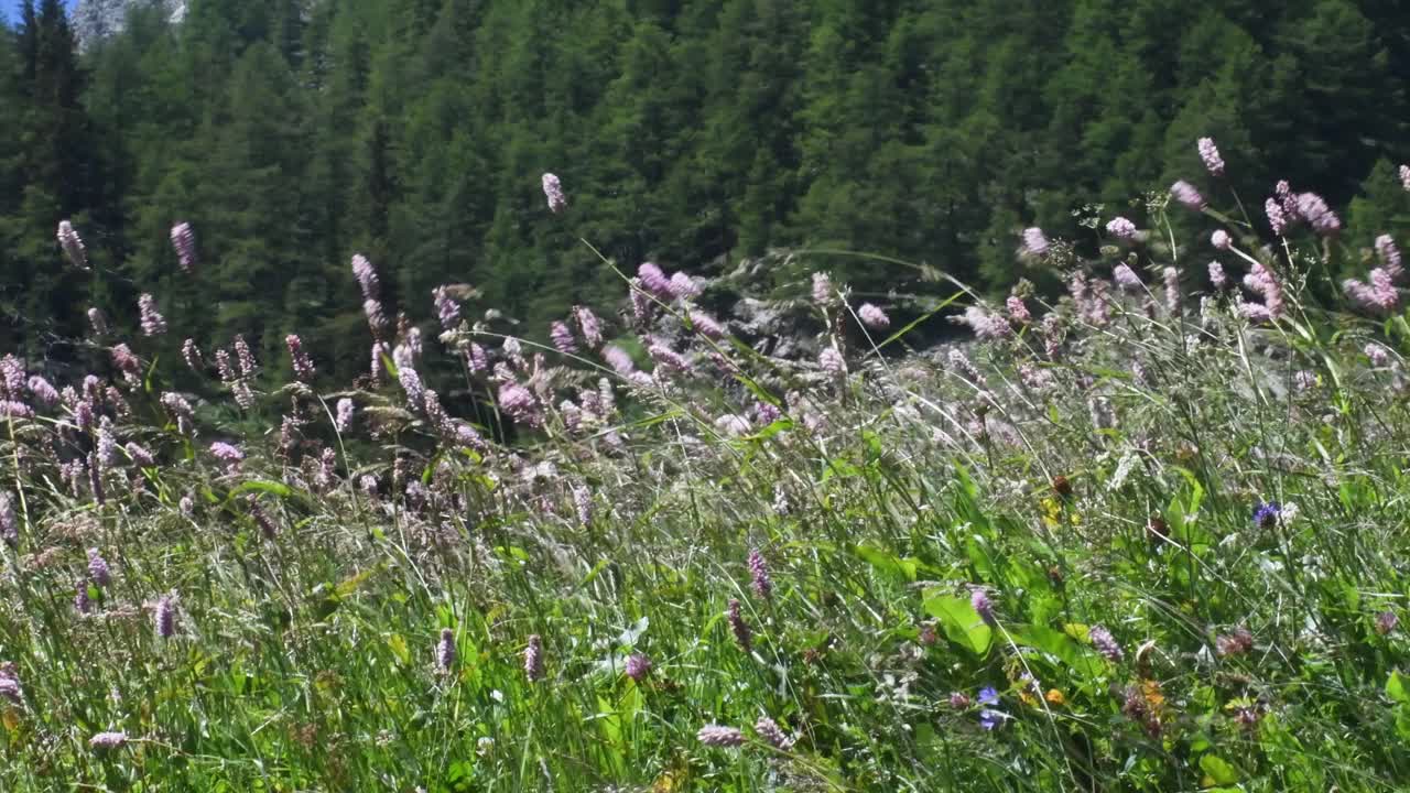 山景随风飘动，草随风飘动，视频素材