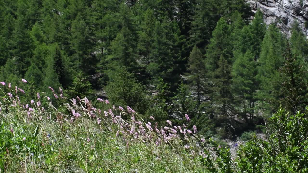 山景随风飘动，草随风飘动，视频素材