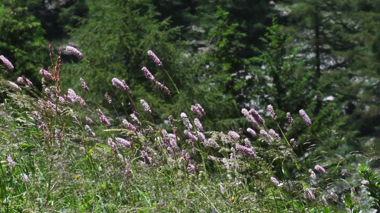 山景随风飘动，草随风飘动，视频素材