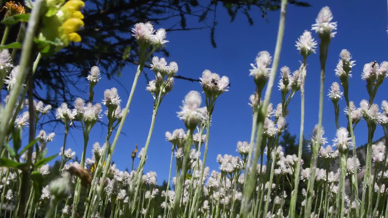 景观和鲜花视频素材