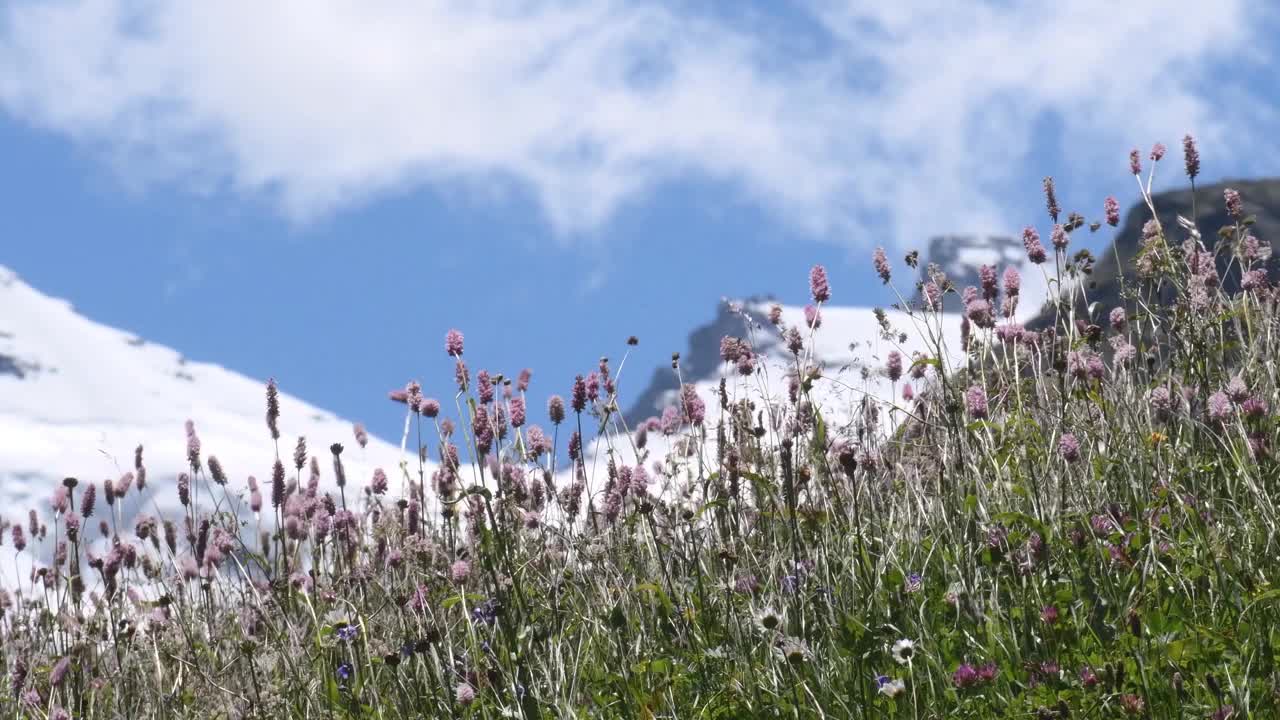 山景随风飘动，草随风飘动，视频素材