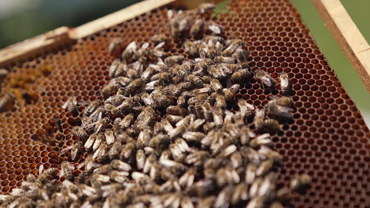 用蜜蜂围起来。蜜蜂在蜂巢上工作。许多携带花蜜的蜜蜂爬在架子上酿蜜。特写镜头。视频素材