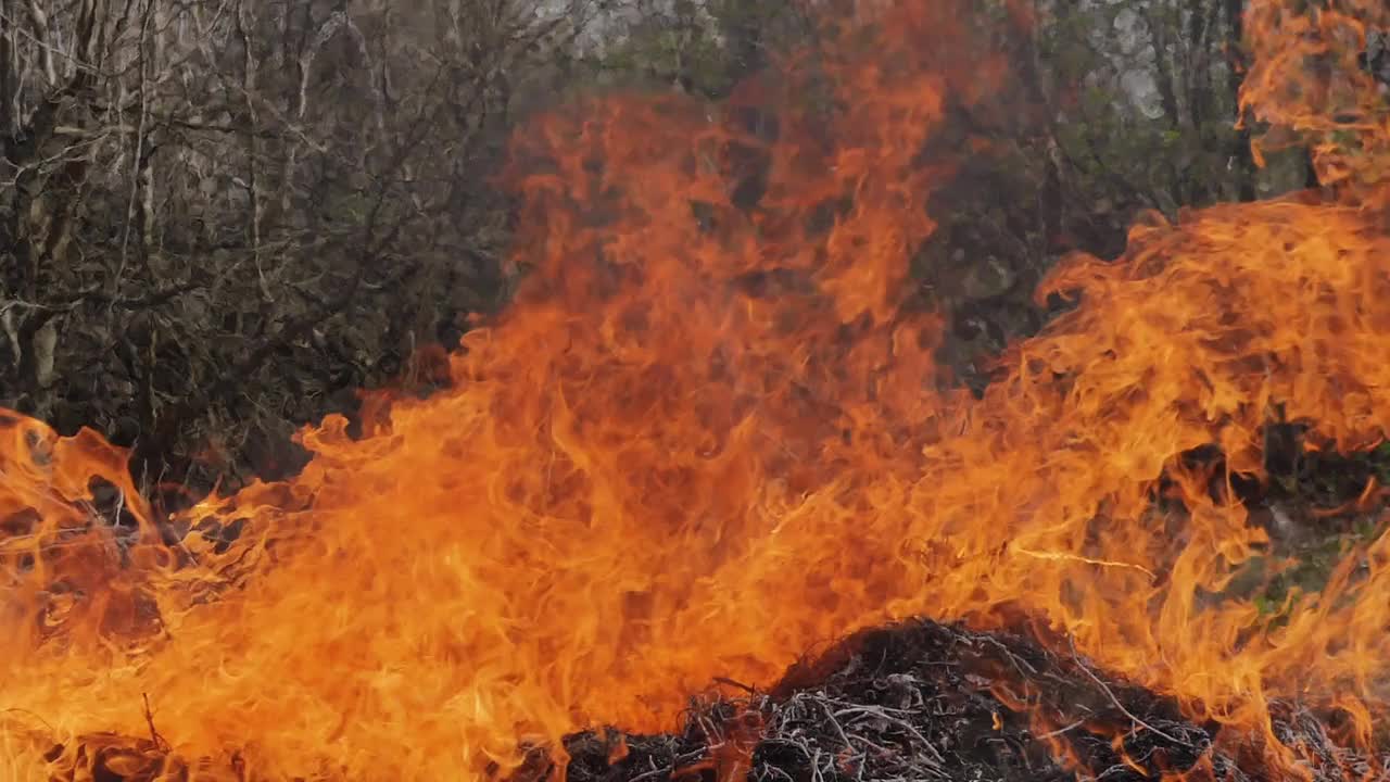 森林里的干草在燃烧视频下载