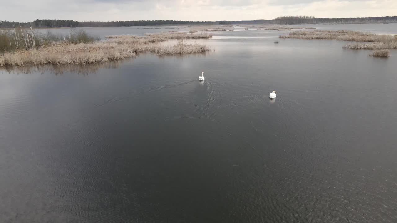 白天鹅在湖里游泳。从无人机上鸟瞰，秋天的景色与湖的风景和一对美丽的白天鹅夫妇在他们的自然栖息地。视频素材