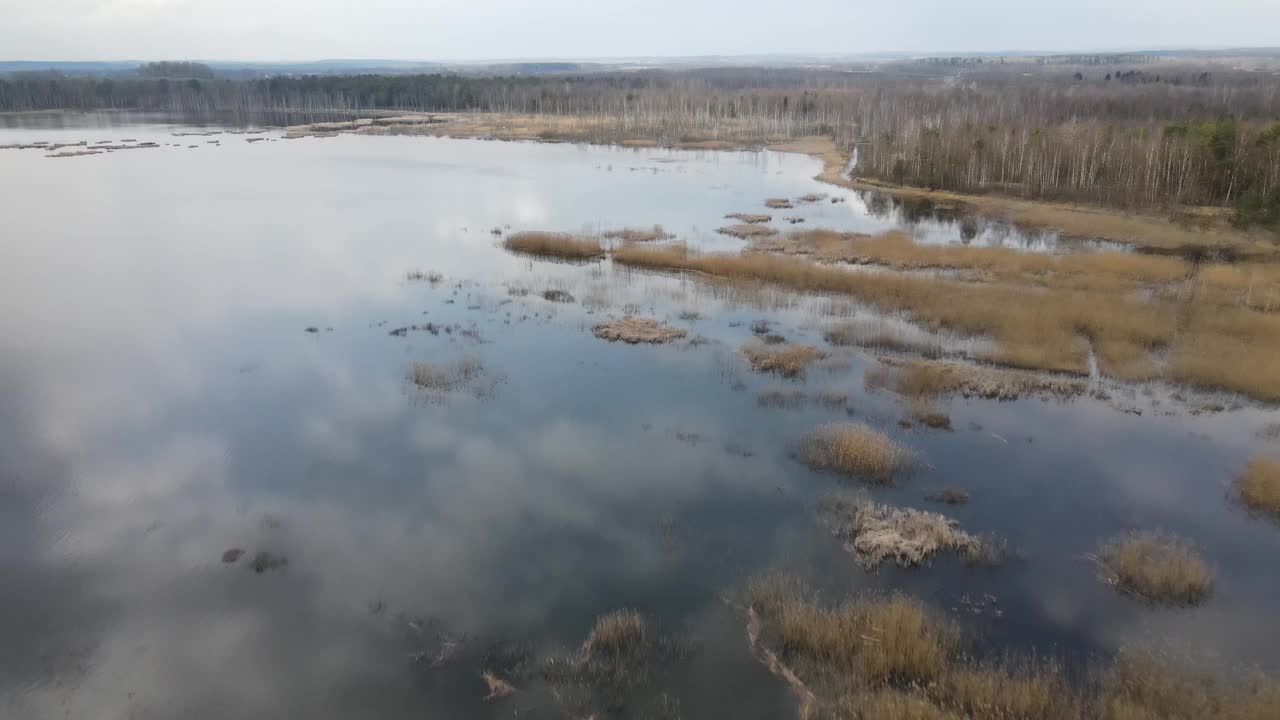 欧洲的湖泊和沼泽。沼泽中湖泊的鸟瞰图。美丽的秋日自然景观。飞过河流，沼泽，绿色的冷杉和黄色的普通树木。空中射击,4 k视频素材