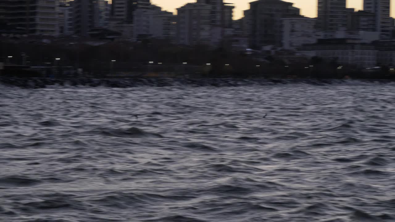 海鸥在海面上飞翔视频素材