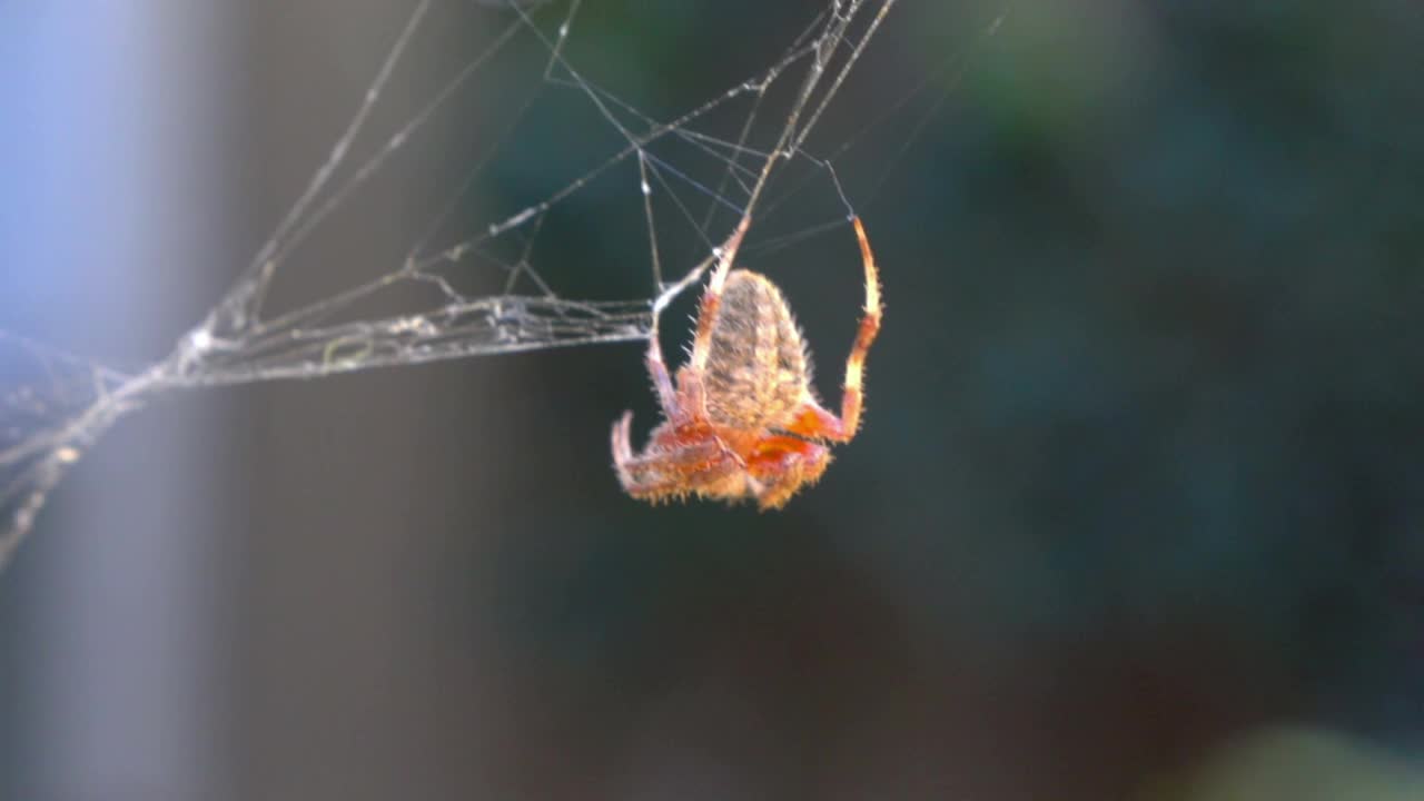 蜘蛛在蜘蛛网上的慢镜头120帧/秒视频素材