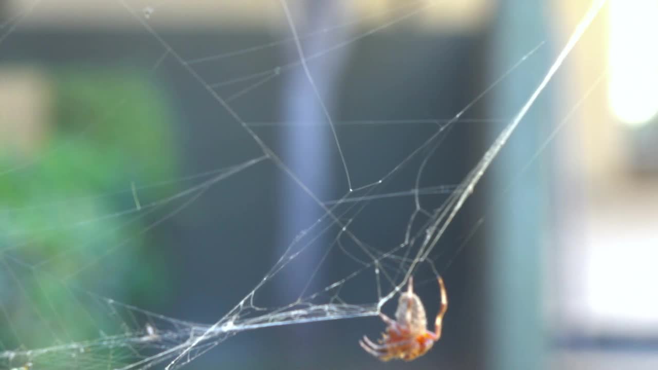 蜘蛛在蜘蛛网上的慢镜头120帧/秒视频素材