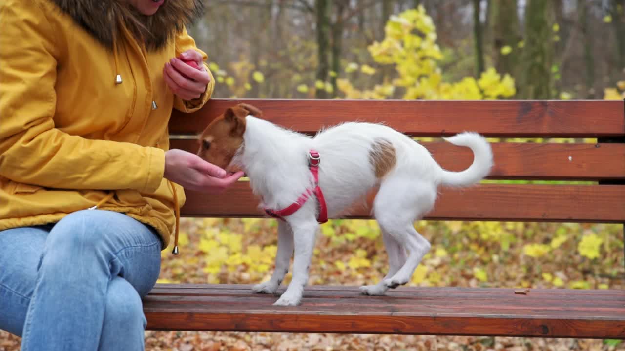 秋天公园里遛狗的女人视频素材