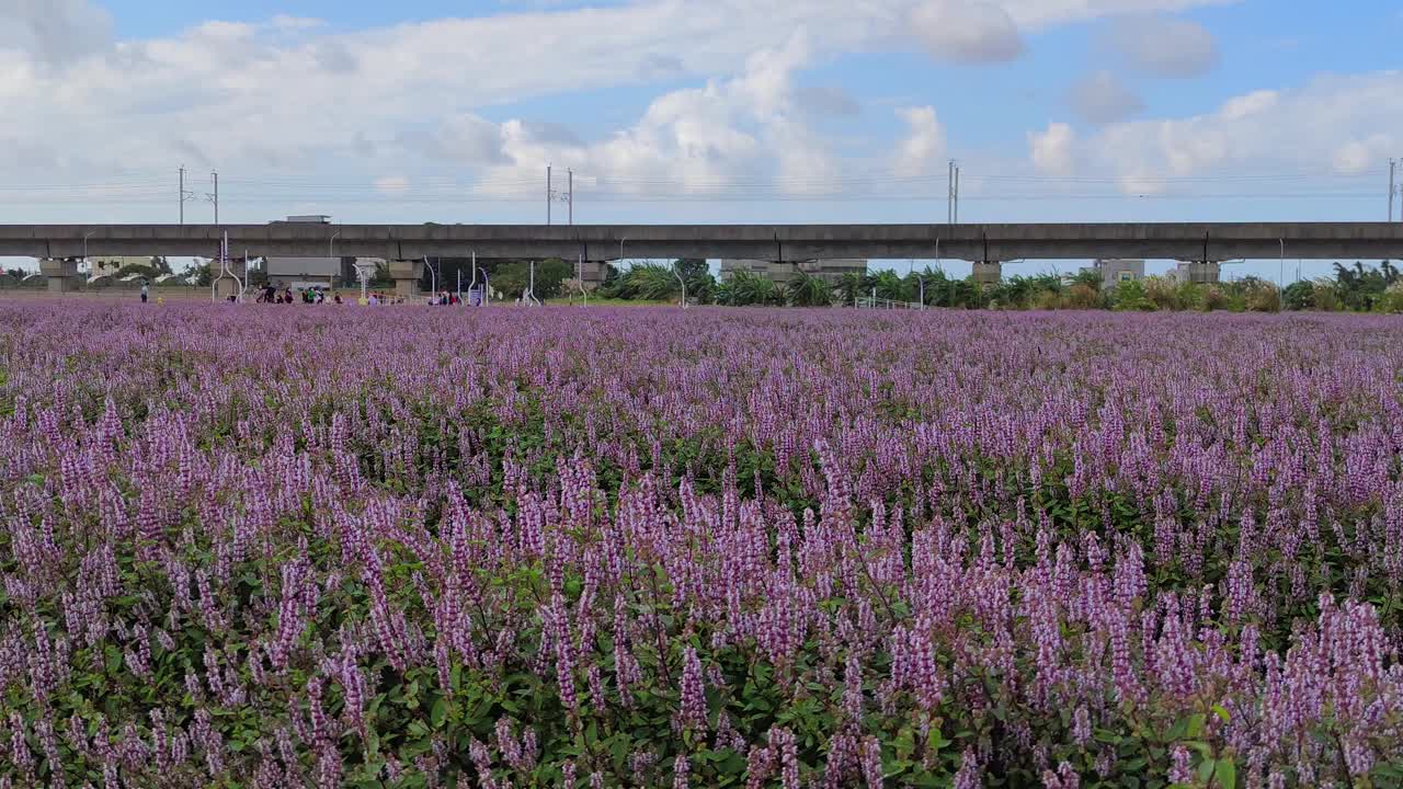 浪漫紫仙草花海，台湾桃园市杨梅区视频下载