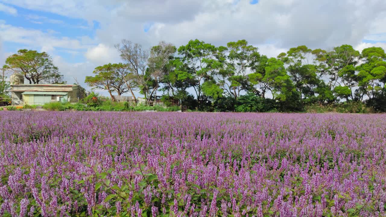 浪漫紫仙草花海，台湾桃园市杨梅区视频素材