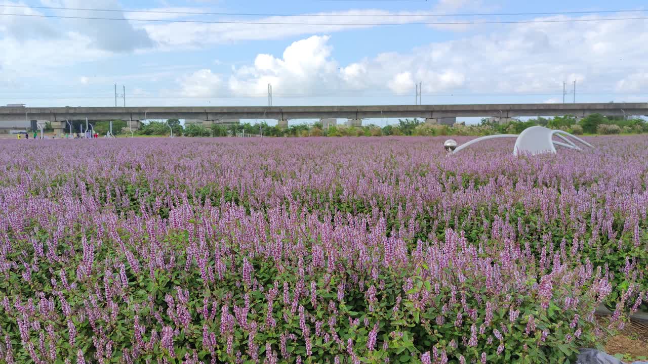 浪漫紫仙草花海，台湾桃园市杨梅区视频下载