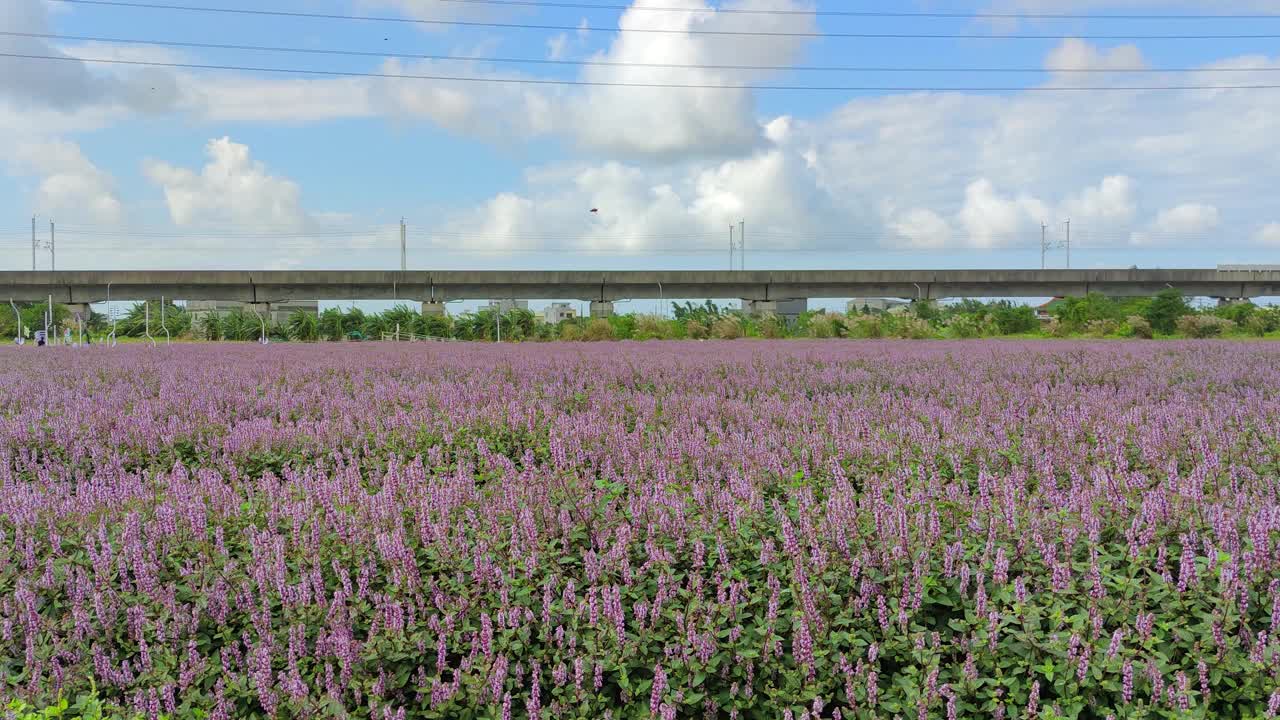 浪漫紫仙草花海，台湾桃园市杨梅区视频下载