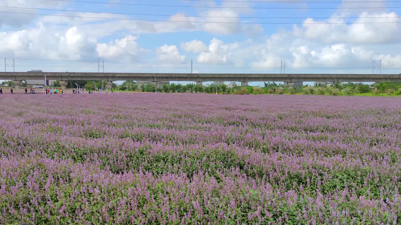 浪漫紫仙草花海，台湾桃园市杨梅区视频素材