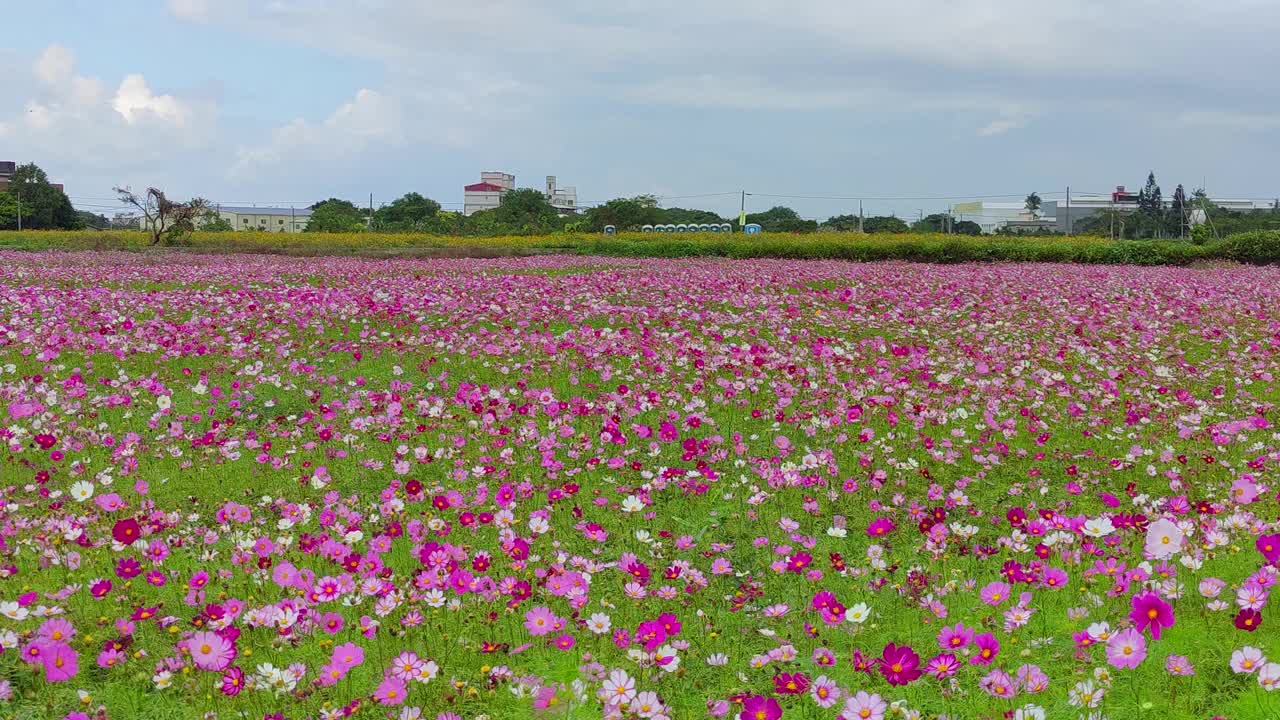 浪漫紫仙草花海，台湾桃园市杨梅区视频素材