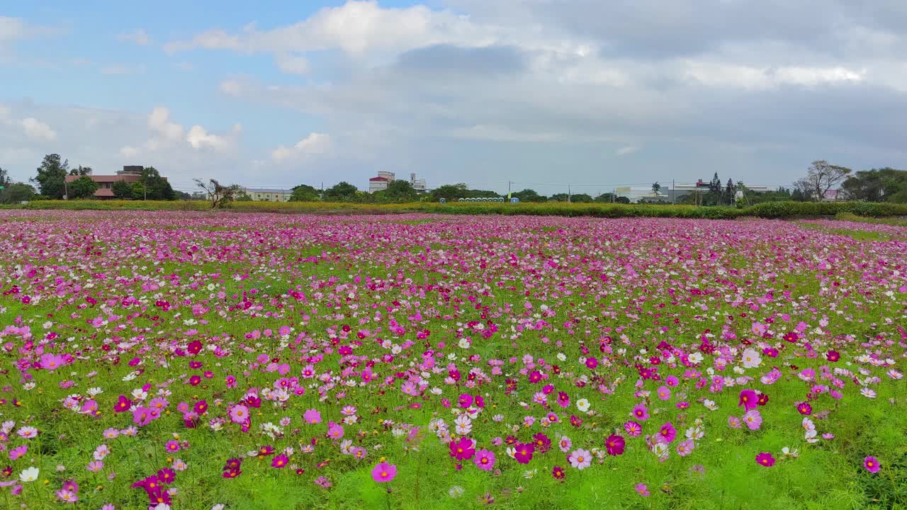 浪漫紫仙草花海，台湾省桃园市杨梅区视频下载