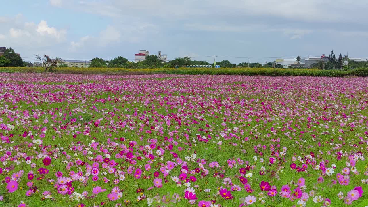 浪漫紫仙草花海，台湾桃园市杨梅区视频下载