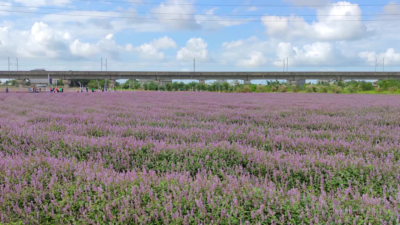 浪漫紫仙草花海，台湾桃园市杨梅区视频素材