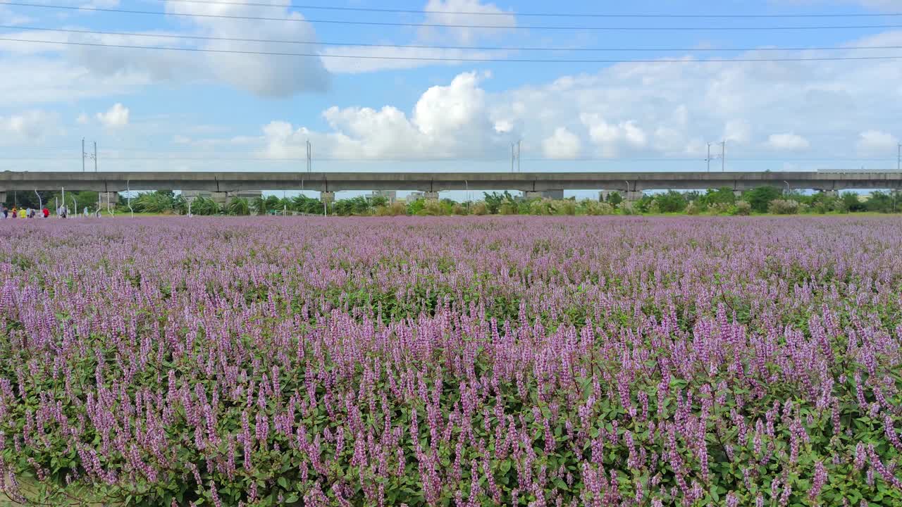 浪漫紫仙草花海，台湾桃园市杨梅区视频下载