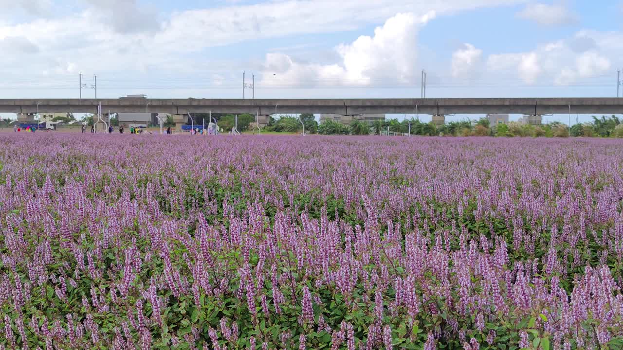 浪漫紫仙草花海，台湾桃园市杨梅区视频下载