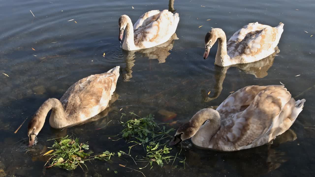 阳光明媚的湖面上的天鹅，池塘里的天鹅视频素材