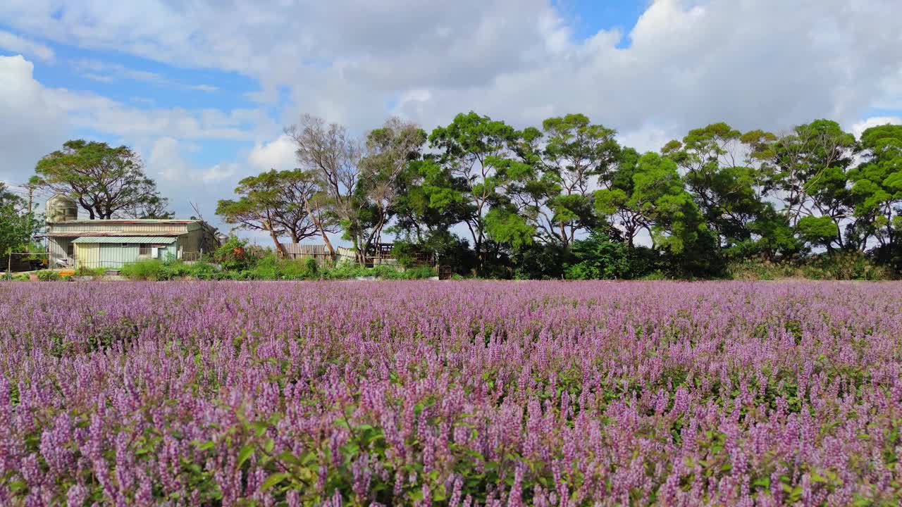 浪漫紫仙草花海，台湾省桃园市杨梅区视频下载