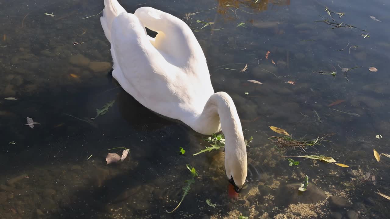 优雅的天鹅在湖水中游泳视频素材