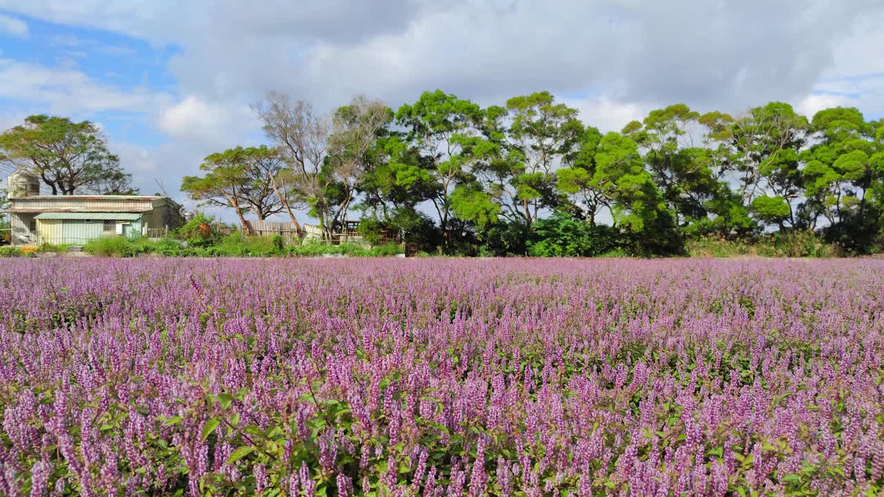 浪漫紫仙草花海，台湾桃园市杨梅区视频下载