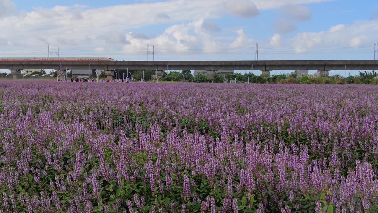 浪漫紫仙草花海，台湾桃园市杨梅区视频下载