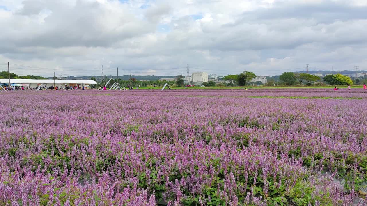 浪漫紫仙草花海，台湾桃园市杨梅区视频下载