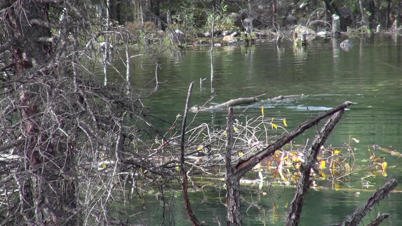 海狸把树枝楔在海狸小屋的水下视频素材