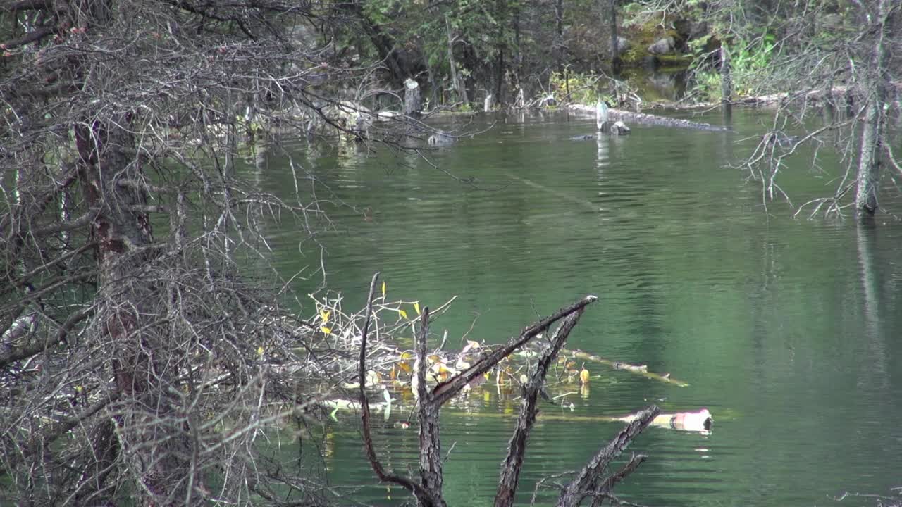 海狸浮到水面，把水从耳朵里摇出来视频素材