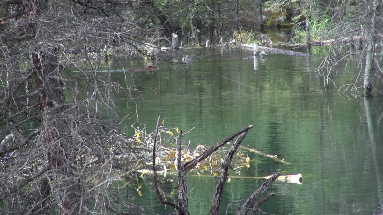 游泳的海狸被鸭子吓到了视频素材