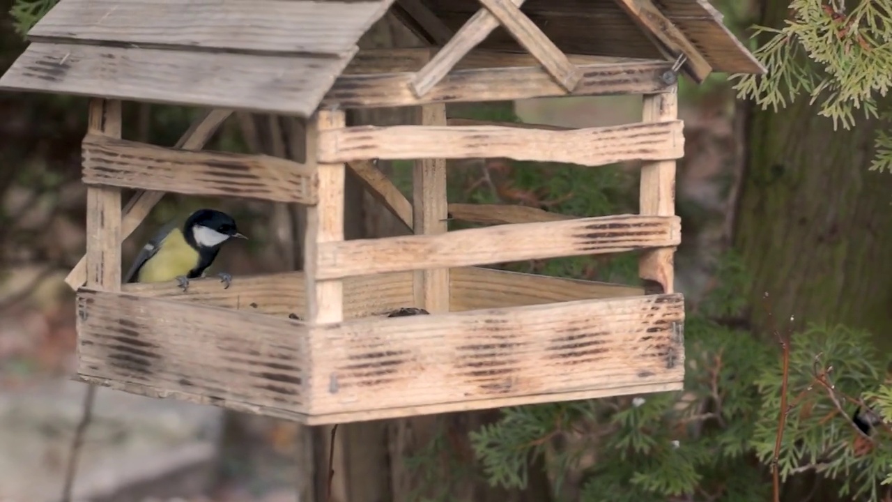 鸟山雀(lat。沼泽山雀或沼泽山雀)和大山雀(纬度。Parus major)飞向种子后面的喂鸟器。视频素材