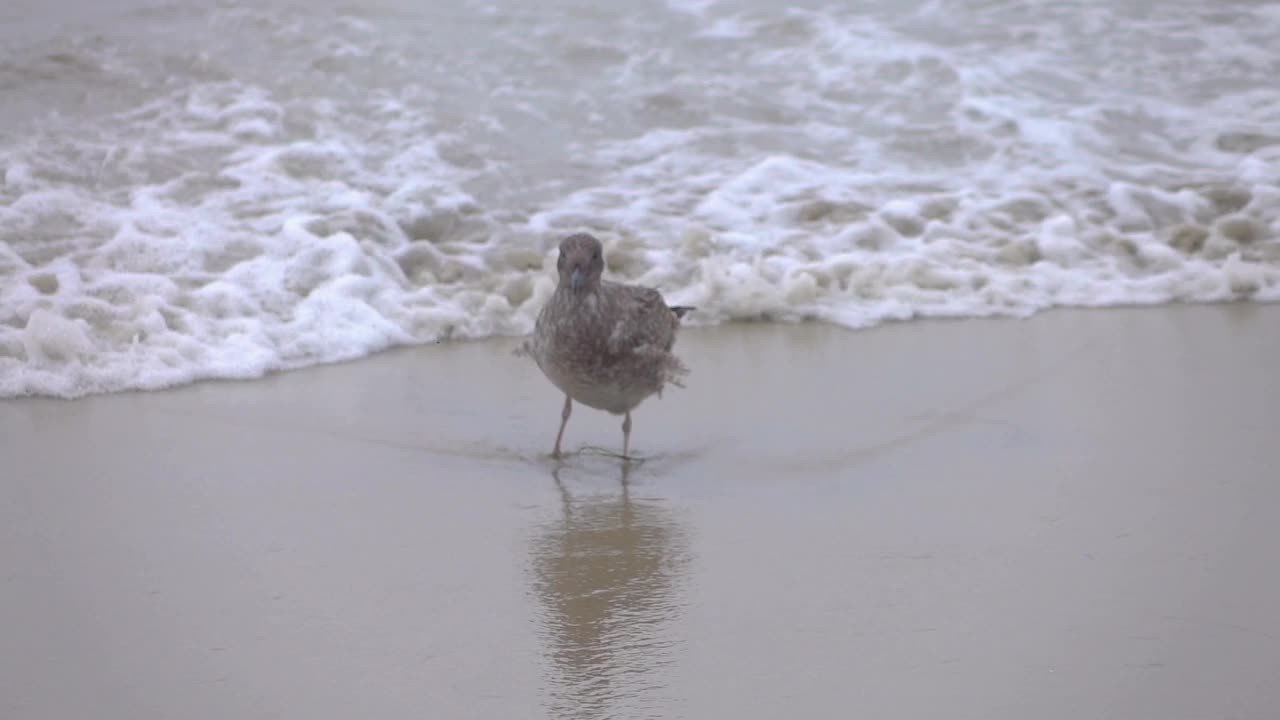 海边的海鸥，慢动作120帧/秒视频素材