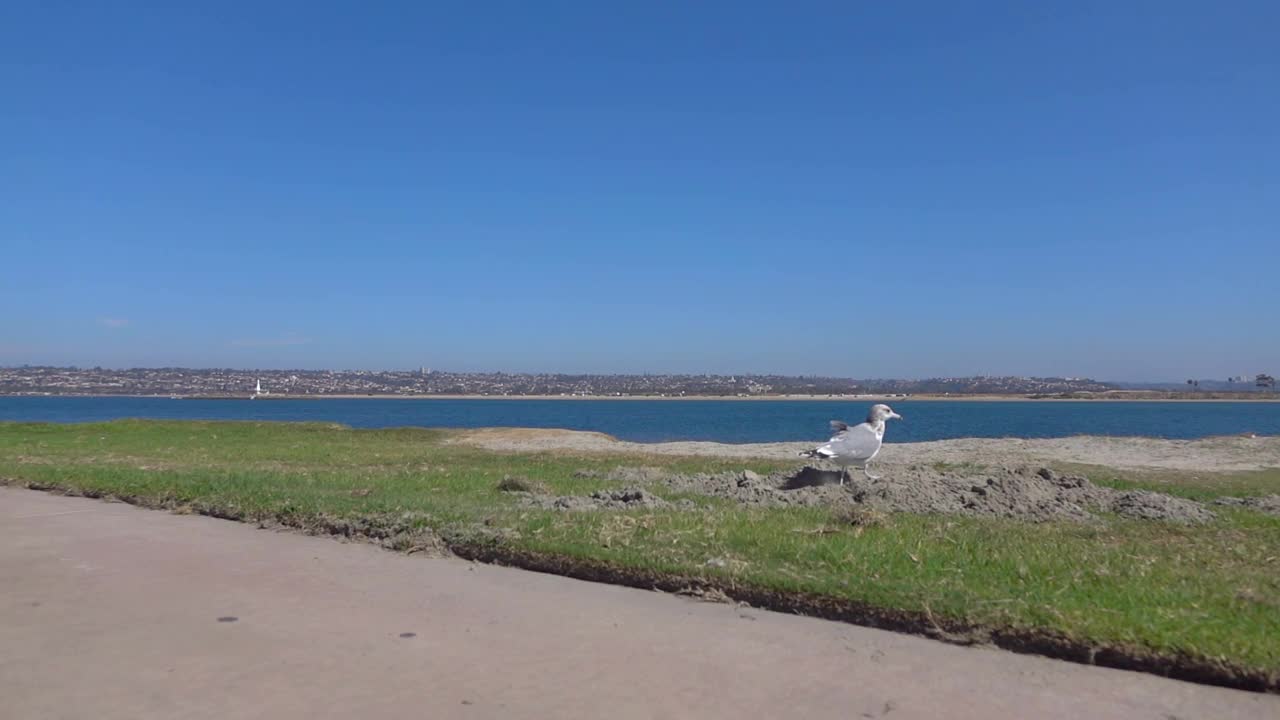 海鸥在海洋中飞翔，以120帧/秒的慢动作视频素材