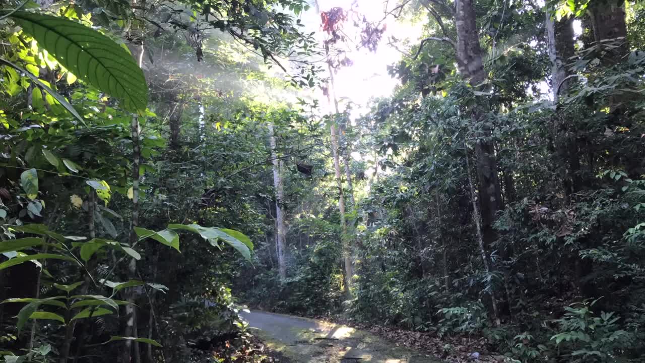 沙巴州婆罗洲的夏日清晨，美丽的阳光照耀着野生森林，过往的车辆，自然时光流逝视频素材