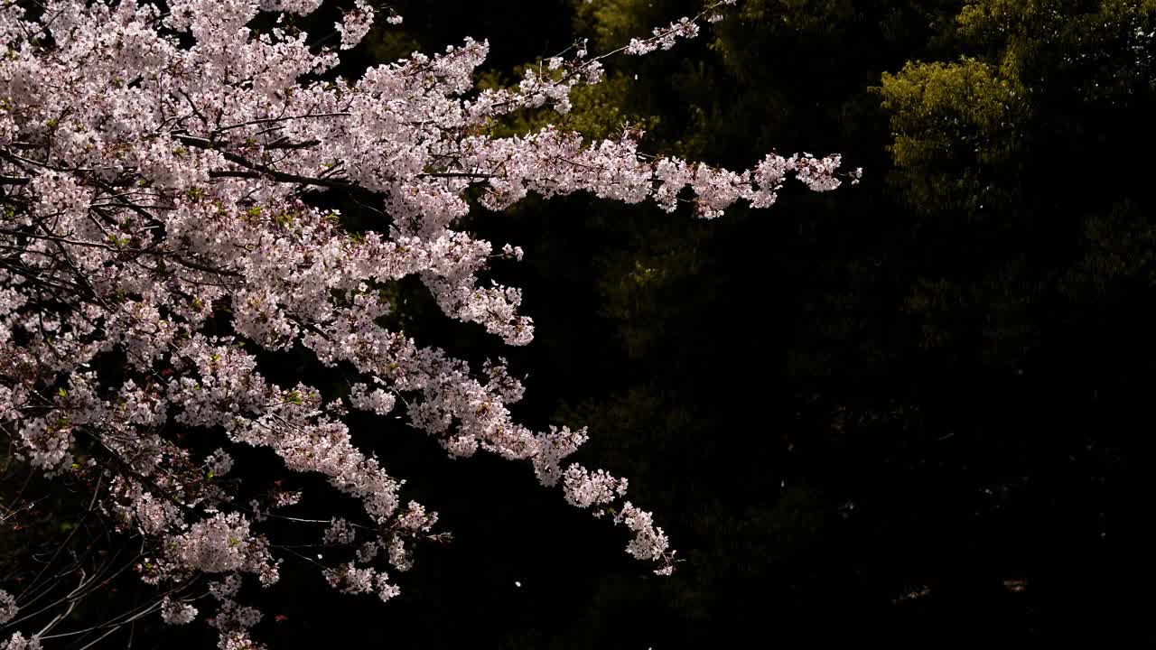 樱花在微风中摇曳。视频素材