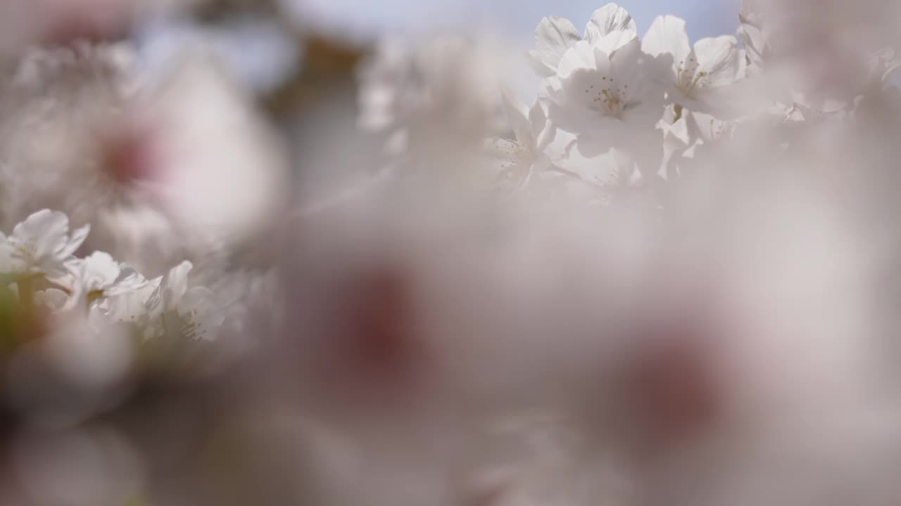 视频的樱花盛开的枝与美丽的前散景。视频素材