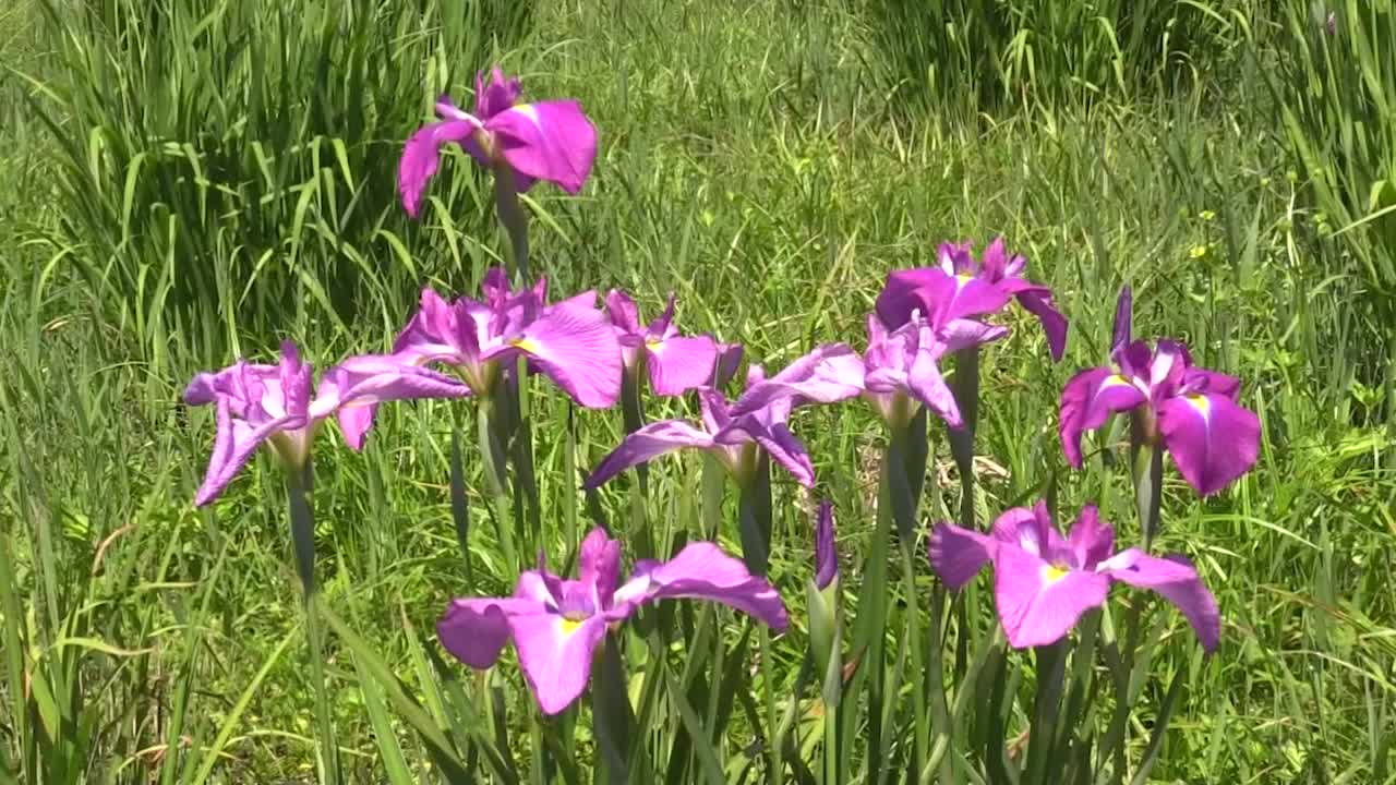 日本虹膜花，山梨县，日本视频素材