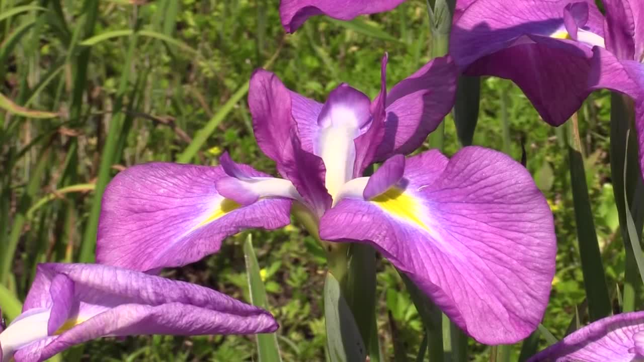 日本虹膜花，山梨县，日本视频素材