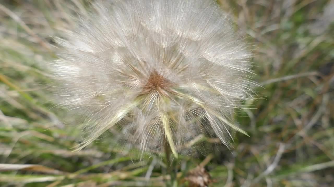 大的蓬松的种子头特写视频素材